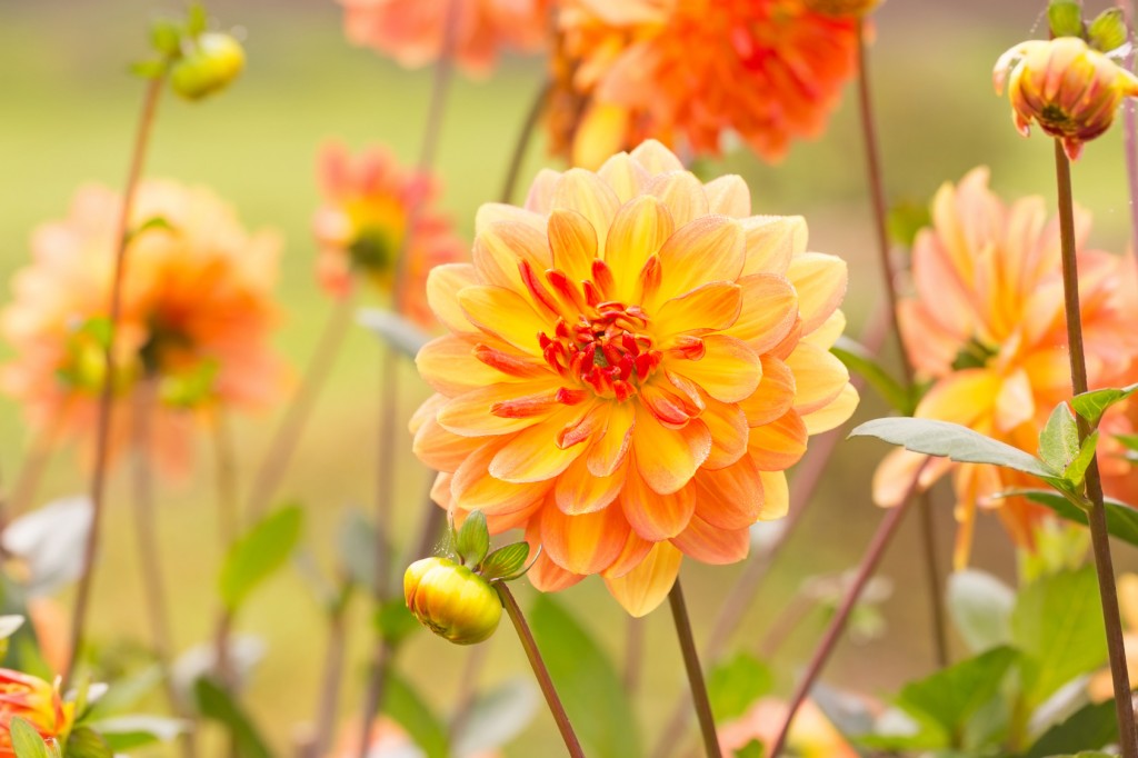 Beautiful autumn dahlia flowers
