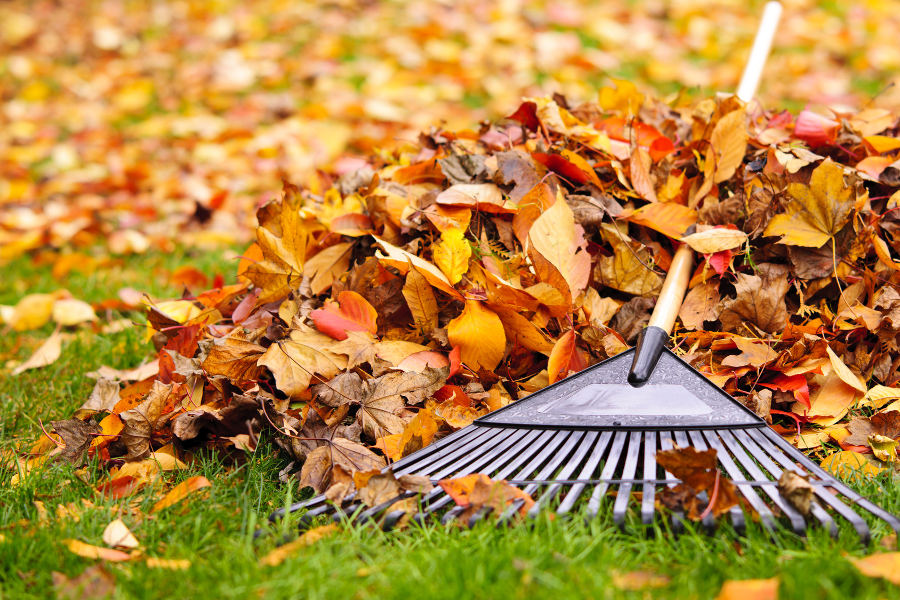 autumn leaves with rake