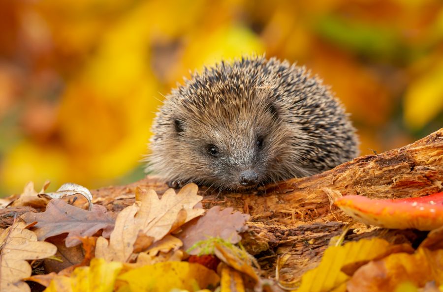 hedgehog in autumn leaves