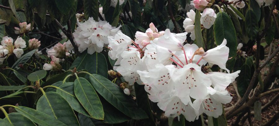 rhododendron in savill garden