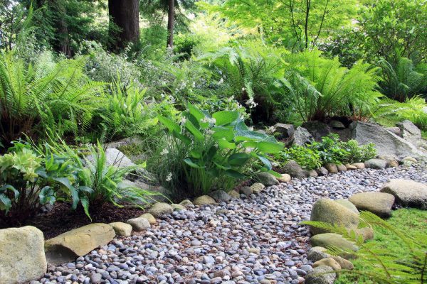 Woodland shade garden path lined with Hosta and fern.