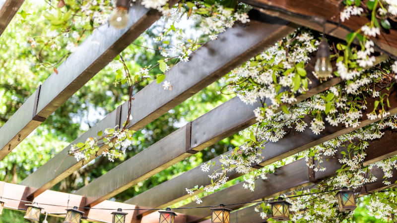 Pergola with climbing flowers and festoon lights
