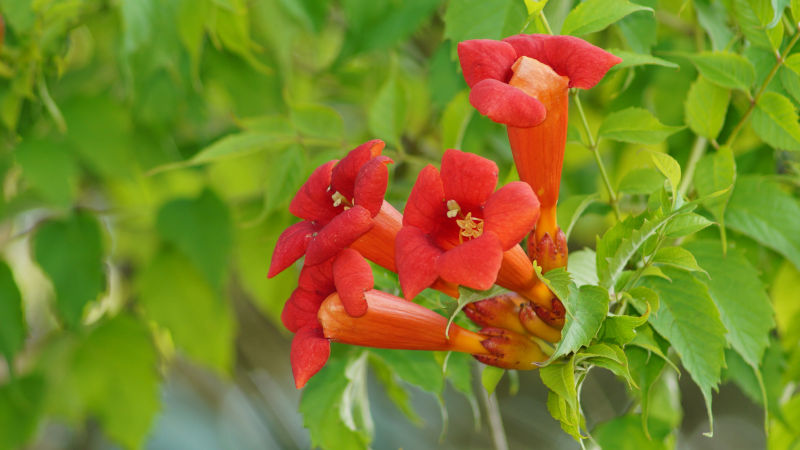 Campsis Radicans Trumpet Vine