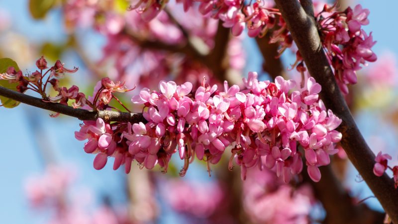 Cercis Siliquastrum Judas Tree