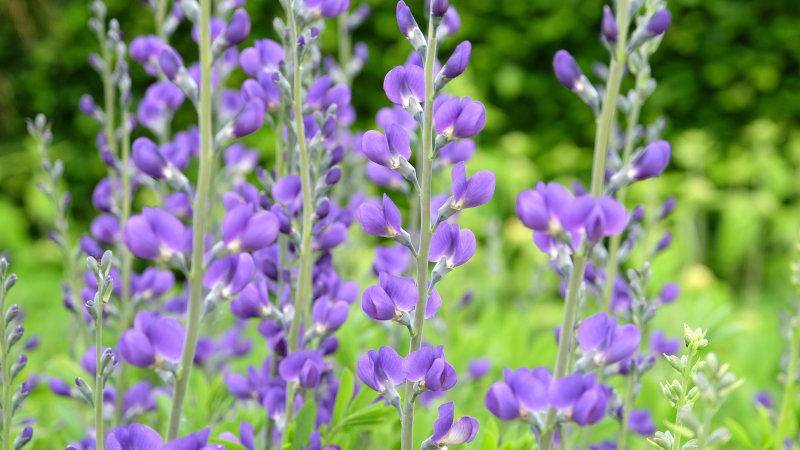 Baptisia australis, commonly known as blue wild indigo or false indigo in flower.