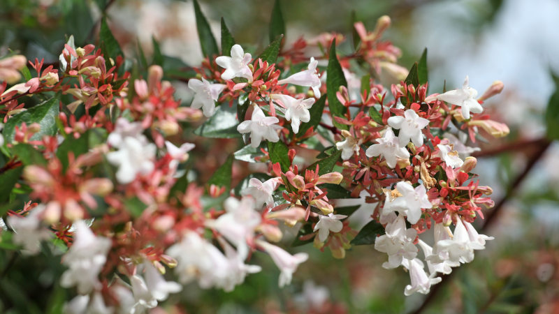 White Abelia grandiflora, or glossy abelian, in flower.