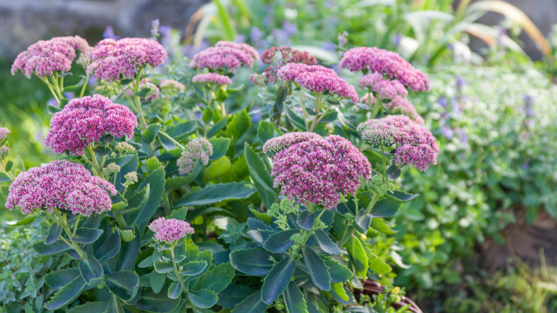 Hylotelephium spectabile