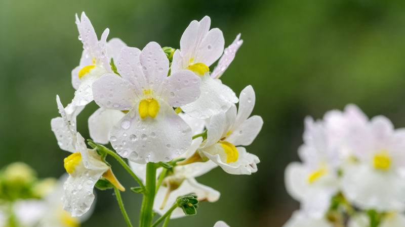 Wisley vanilla nemesia flowers