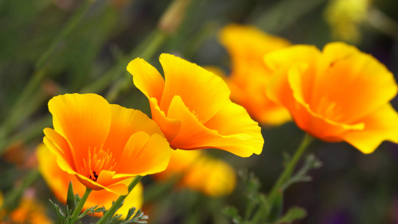 Orange California Poppy
