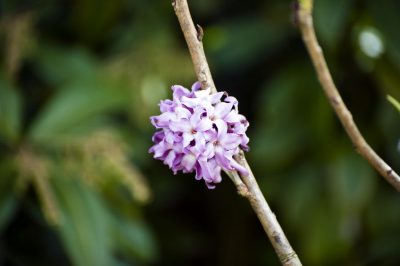 daphne flower
