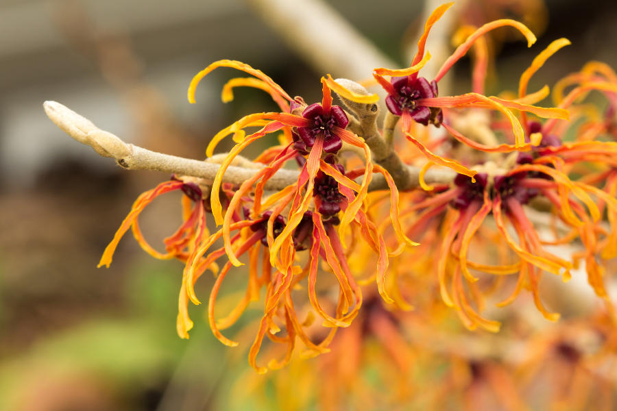 orange witch hazel flowers