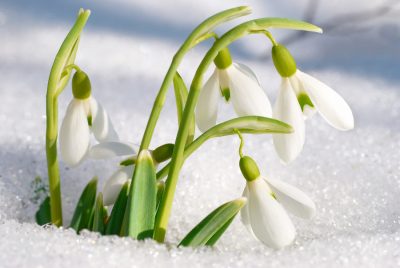 snowdrops in snow