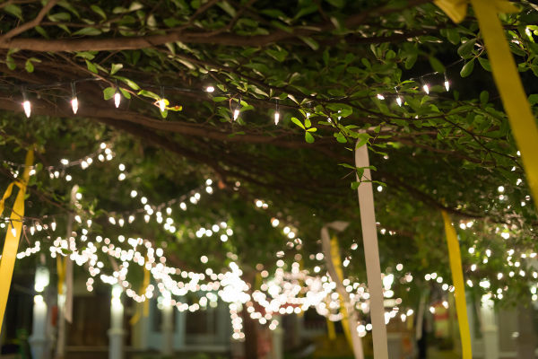 fairy lights strung through trees