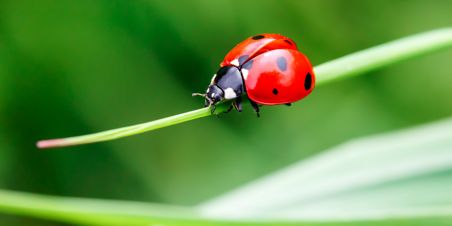 ladybird on leaf