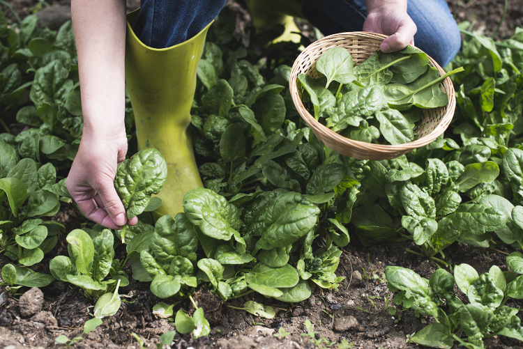 Picking Spinach