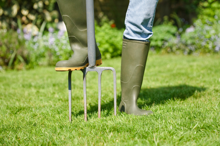 aerating the lawn with a garden fork