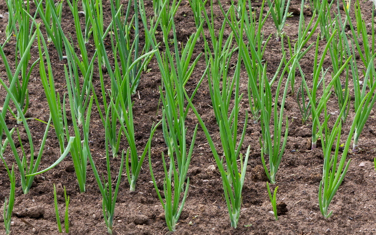 Onions growing in vegetable garden