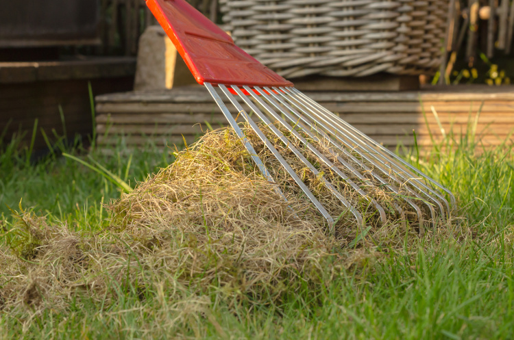 scarifying lawn