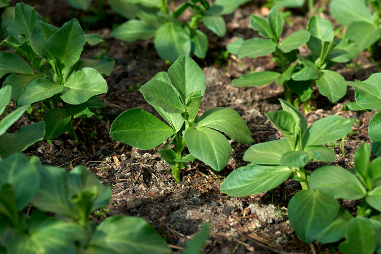 young broad bean plants