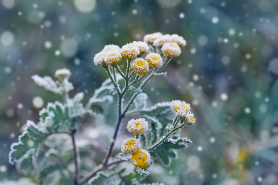 Plant covered in frost