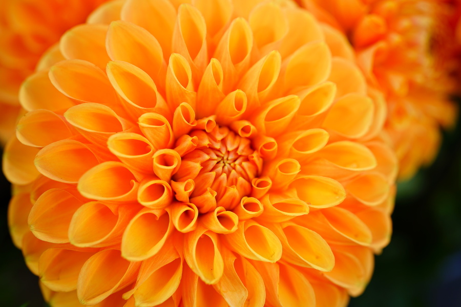 orange pompom dahlia