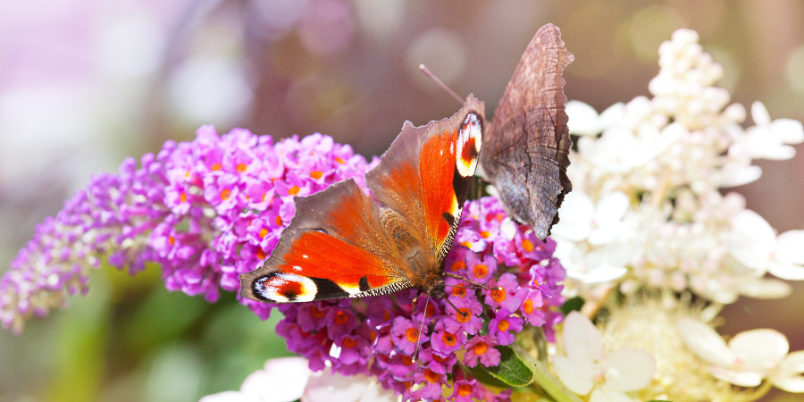 butterfly on buddleia