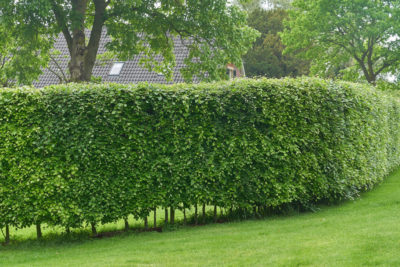 horn beam hedge