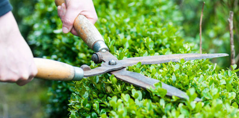 clipping a hedge
