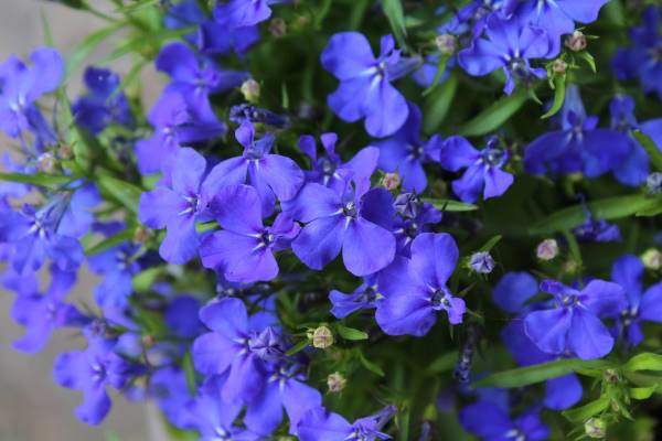 sapphire blue lobelia