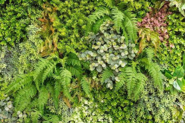 ferns in green wall