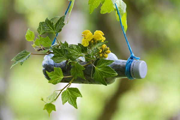 flower growing in recycled plastic bottle