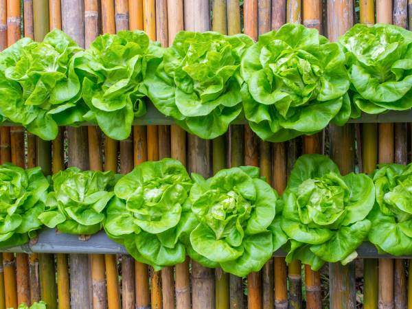 lettuce growing in gutter suspended from bamboo fence