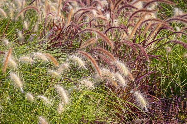 ornamental grasses