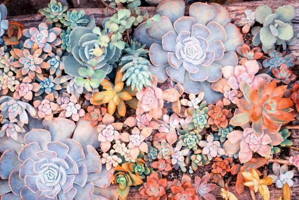 succulents