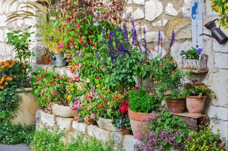 colourful pots of plants