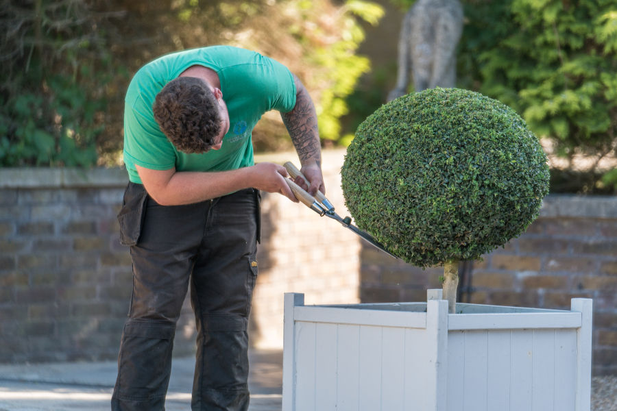 gardener clipping topiary ball in pot