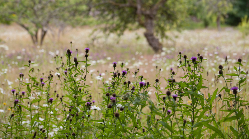 meadow plants