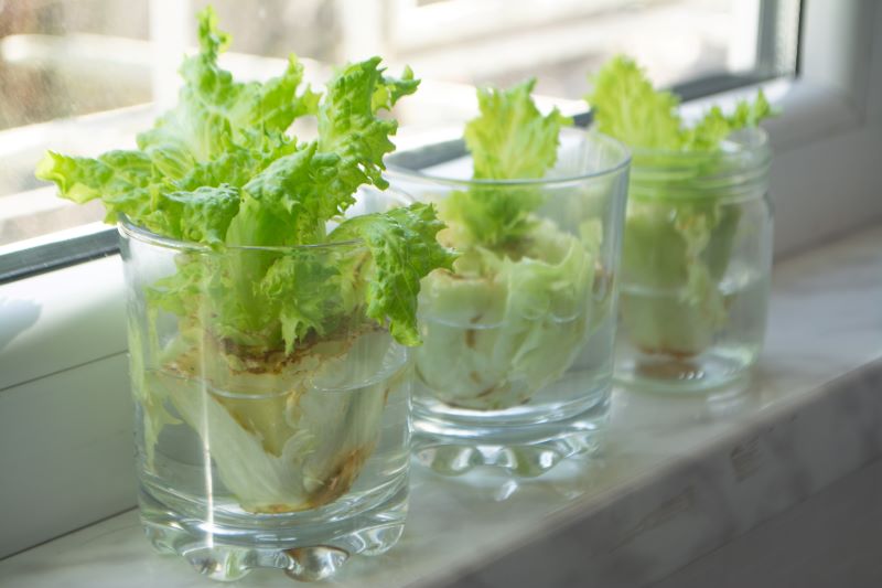 regrowing lettuce