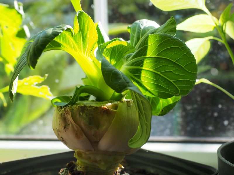 regrowing pak choi