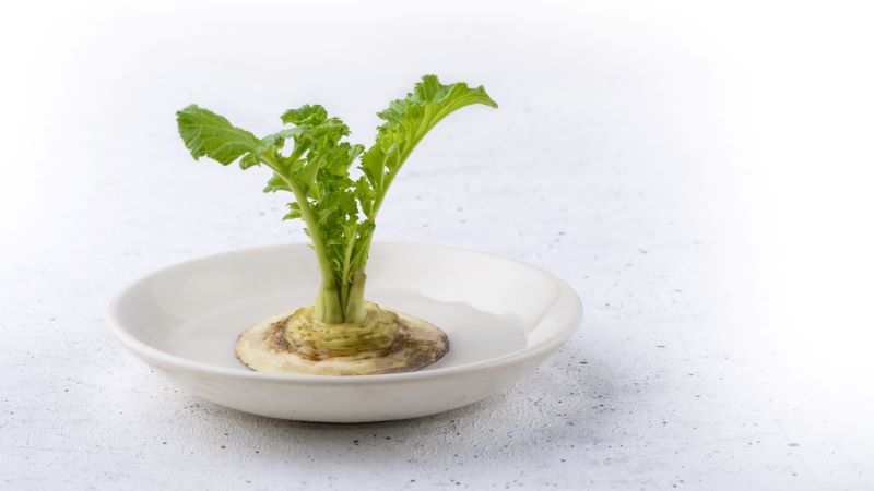 regrowing root vegetable