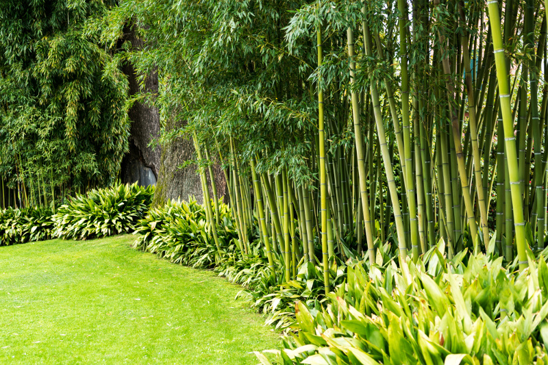 Bamboo garden