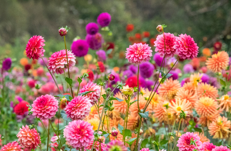 colourful dahlias