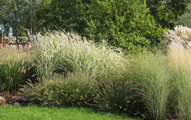 bank of ornamental grasses