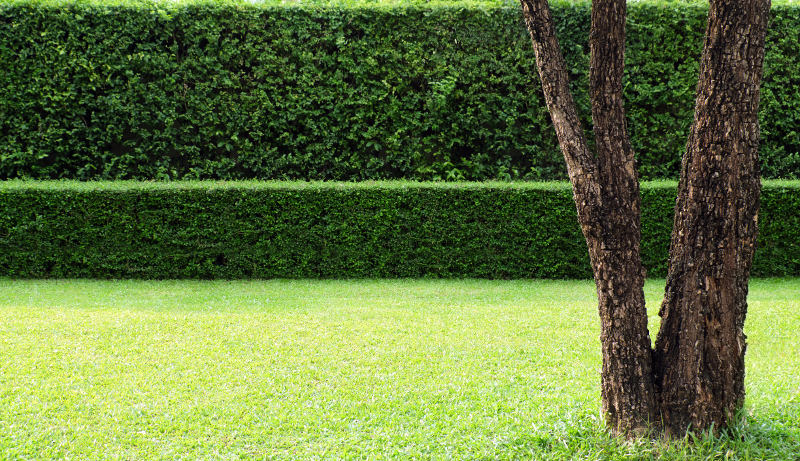 formal garden hedge